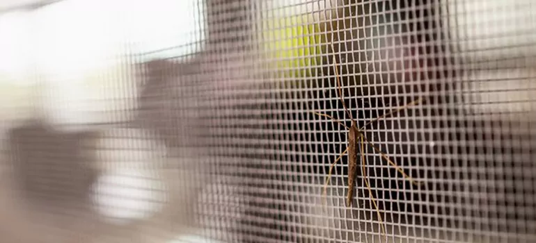 Repair Mosquito Mesh For Windows in North Miami, FL